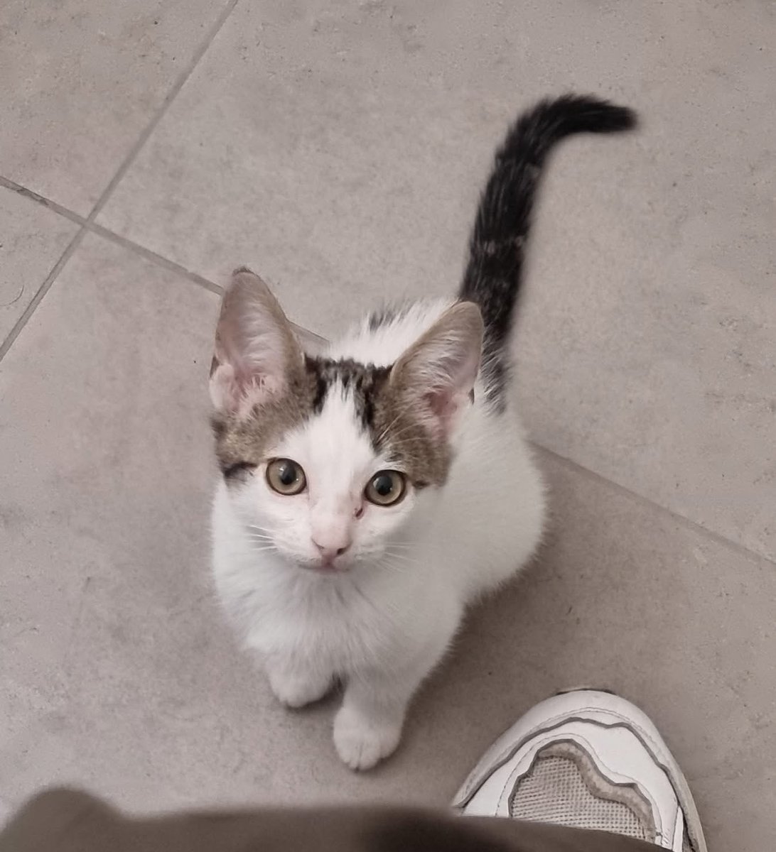 LizberryVT 🐹🍓 tweet media