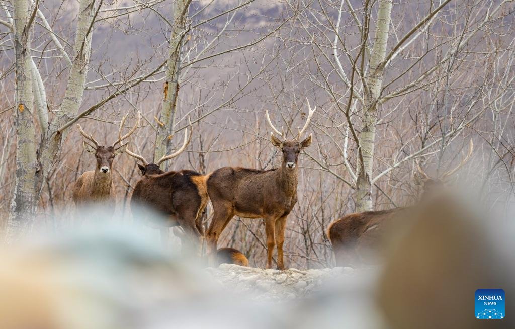 People'sDailyOnline Australia tweet media