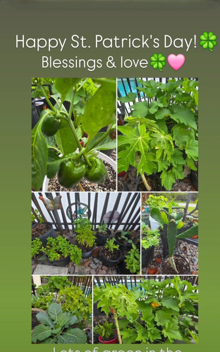 AnnieHecht's tweet photo. Happy St.Patrick's day! 
🩷🍀Enjoy!
Lots of green in the garden today! https://t.co/wqb5H7uAeB