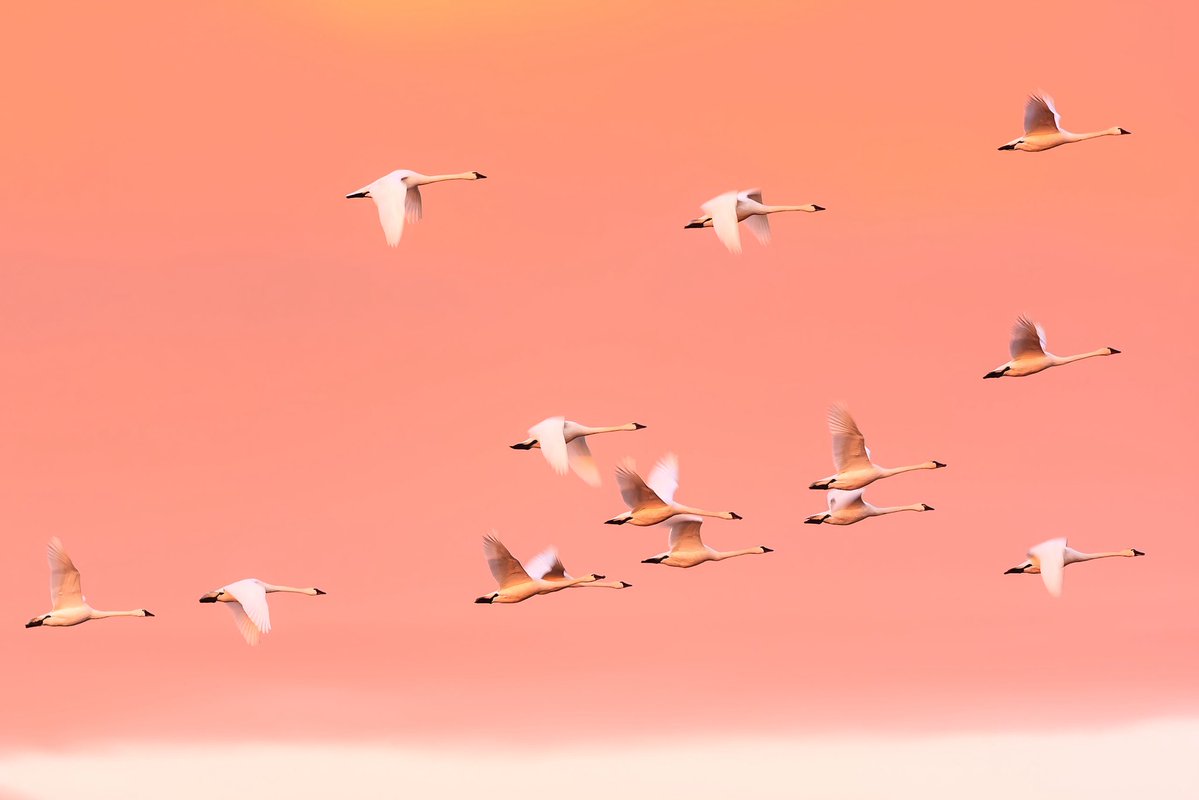 MontanaImages tweet media