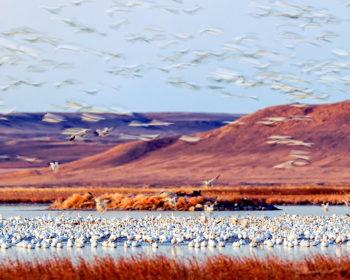 MontanaImages tweet media