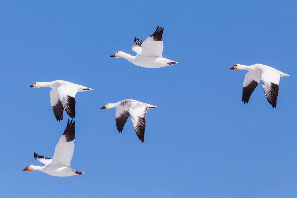 MontanaImages tweet media