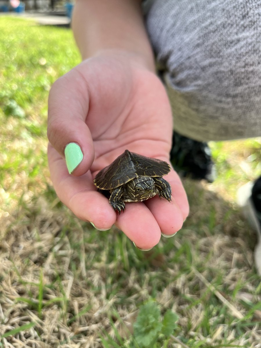 sherockewing's tweet photo. Lucky day for this little guy! https://t.co/pgu11MoSQI