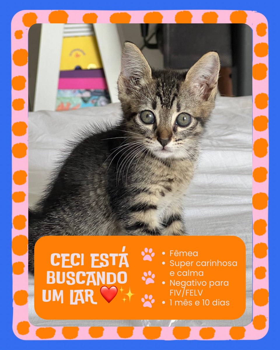 fulequer's tweet photo. oi gente! a ceci é essa gatinha de 1 mês e 10 dias que foi resgatada da rua e agora está disponível pra adoção ❤️✨ fêmea, super calma e carinhosa, negativo pra FIV/FELV, castração garantida! 

mora em são luis e quer dar um lar definitivo pra essa lindinha? fala comigo! https://t.co/qoIqpOwPGa
