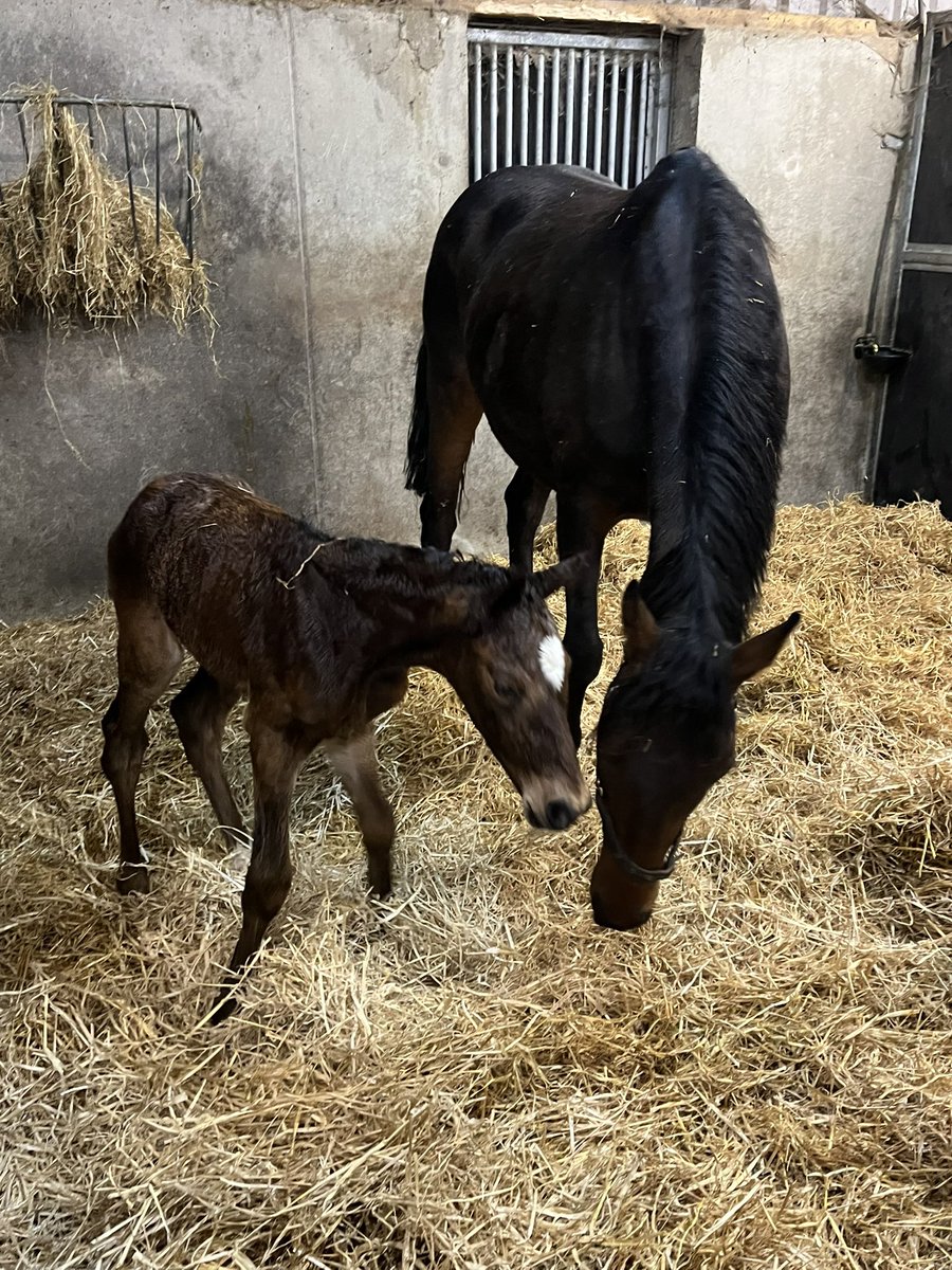 Ferdlant Stud tweet media