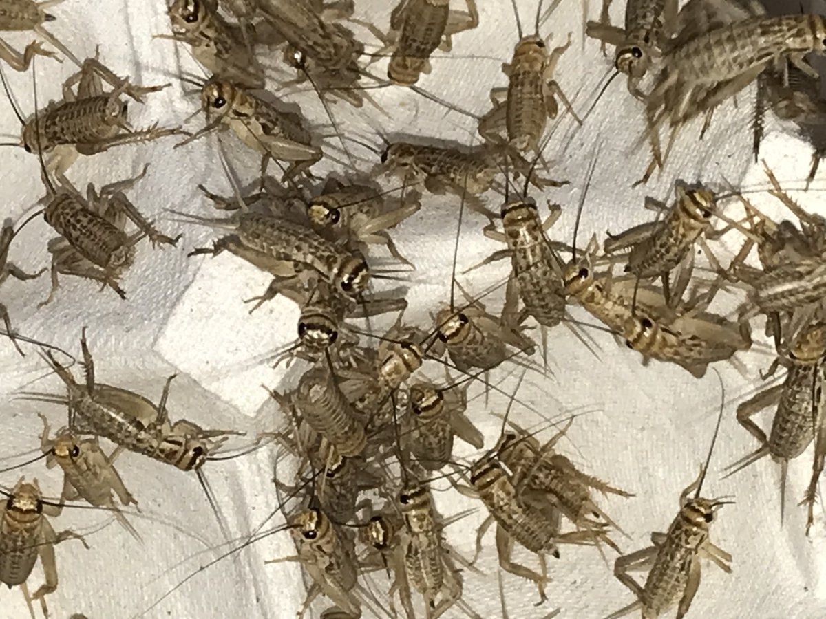 ころころコオロギ🦗コオロギ販売 tweet media