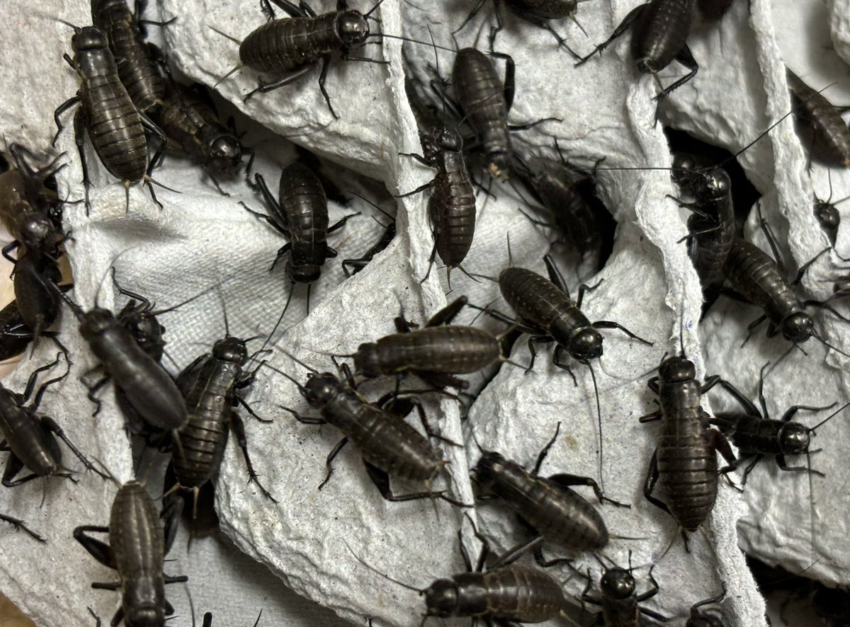 ころころコオロギ🦗コオロギ販売 tweet media