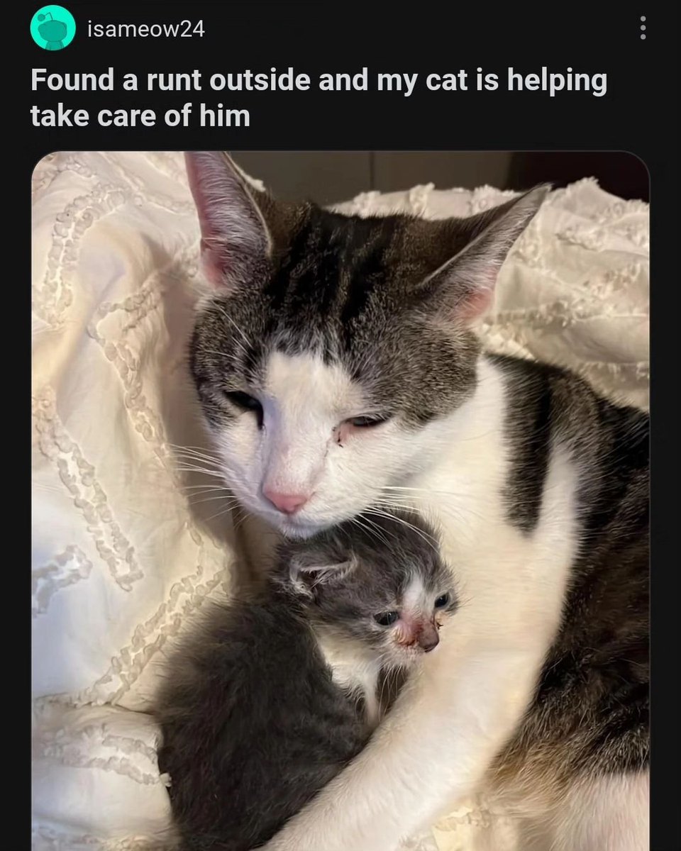 Punch Cat tweet media