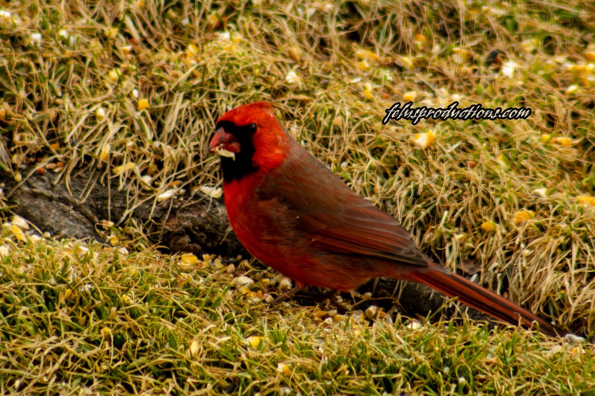ripka_lance's tweet photo. A flash of red against the fading winter grass—this Northern Cardinal showing up in early spring here in Pennsylvania is a sign that warmer days are on the way. Cardinals don’t migrate.
#PennsylvaniaWildlife #Cardinal #BirdPhotography #SpringIsComing #NatureInPA #FelusProductions https://t.co/BUNySaUwCi