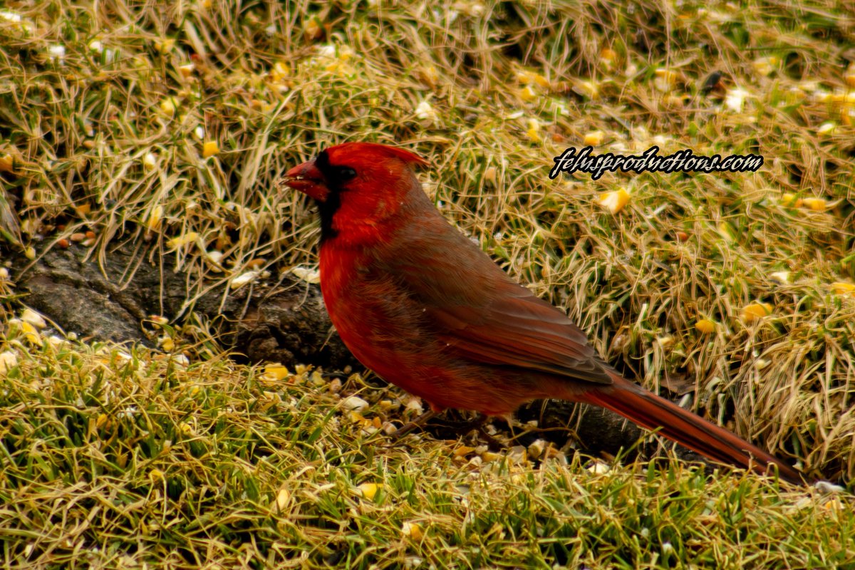 ripka_lance's tweet photo. A flash of red against the fading winter grass—this Northern Cardinal showing up in early spring here in Pennsylvania is a sign that warmer days are on the way. Cardinals don’t migrate.
#PennsylvaniaWildlife #Cardinal #BirdPhotography #SpringIsComing #NatureInPA #FelusProductions https://t.co/BUNySaUwCi