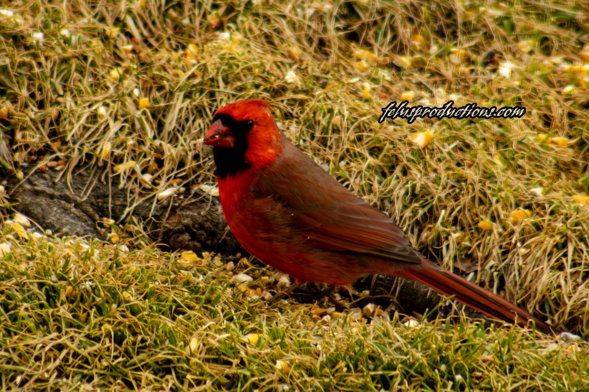 ripka_lance's tweet photo. A flash of red against the fading winter grass—this Northern Cardinal showing up in early spring here in Pennsylvania is a sign that warmer days are on the way. Cardinals don’t migrate.
#PennsylvaniaWildlife #Cardinal #BirdPhotography #SpringIsComing #NatureInPA #FelusProductions https://t.co/BUNySaUwCi