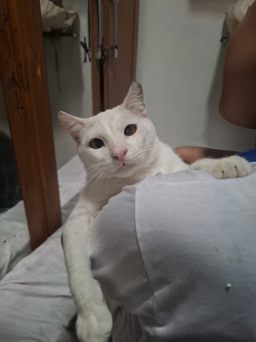 gatinho ceguinho lindinho e muito manhosinho