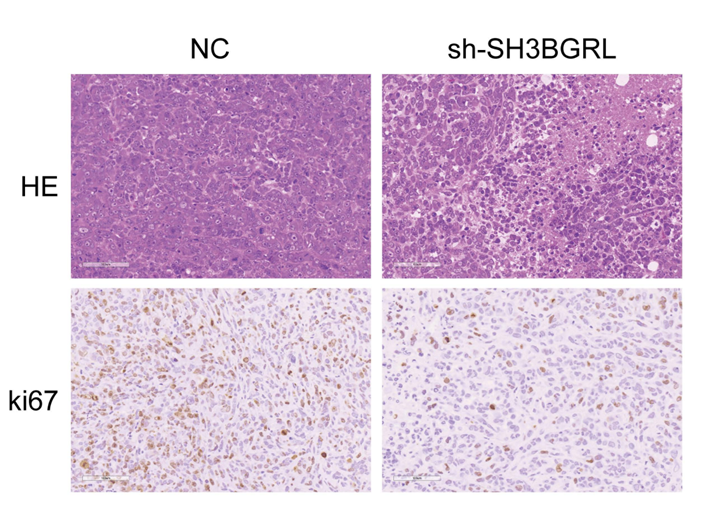 Intestinal Cell News tweet media