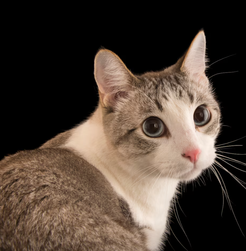 Higuruma tweet media