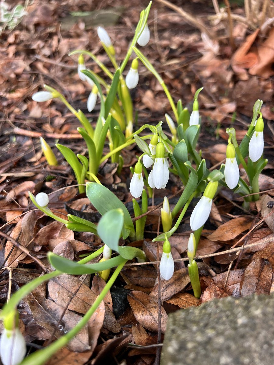 Mark Robinson tweet media