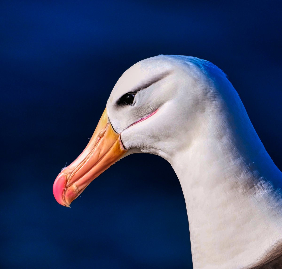 Sue Luxton tweet media