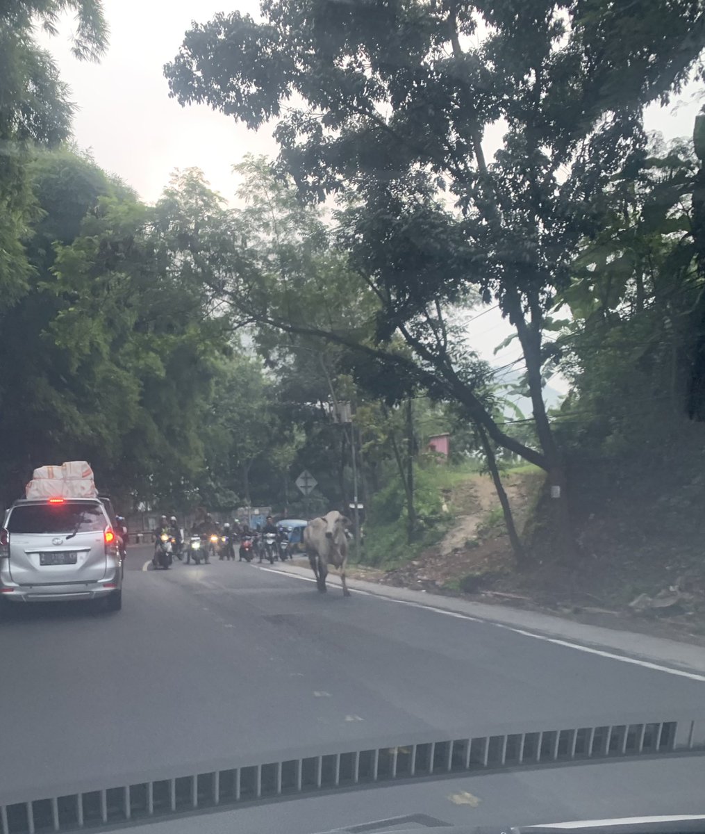 ardi 🍃 tweet media