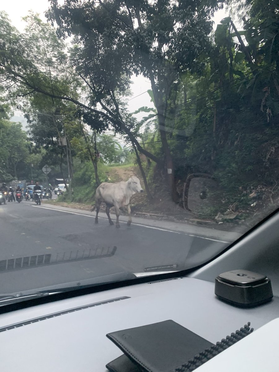 ardi 🍃 tweet media