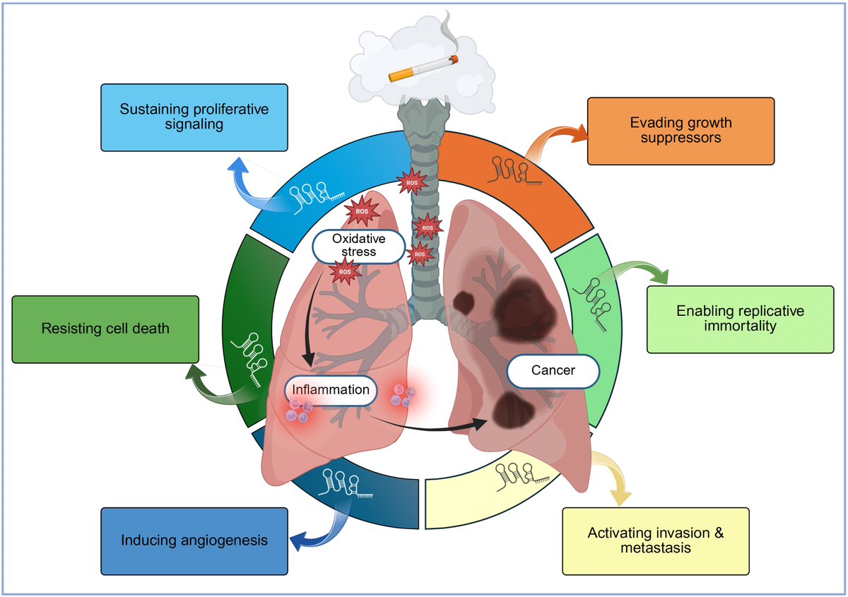 USCVapingRes's tweet photo. Our latest paper on how lncRNAs modulate gene expression in oxidative stress, inflammation, and COPD and lung cancer | Utility for vaping research
DOI: 10.1007/s00204-026-04348-5 https://t.co/yzZVaw1Dsl