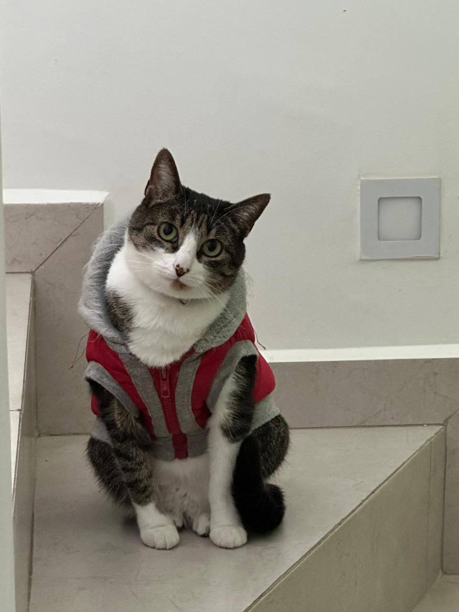 🐱🐈‍⬛#ÚltimaHora | La Unidad de Rescate y Soporte Vital Animal solicita apoyo para localizar a una Gatita de nombre Mittens, que se perdió durante el percance ocurrido en Periférico y Av del Ferrocarril, San Pedro Cholula.

🔴🔎De acuerdo con la información proporcionada la