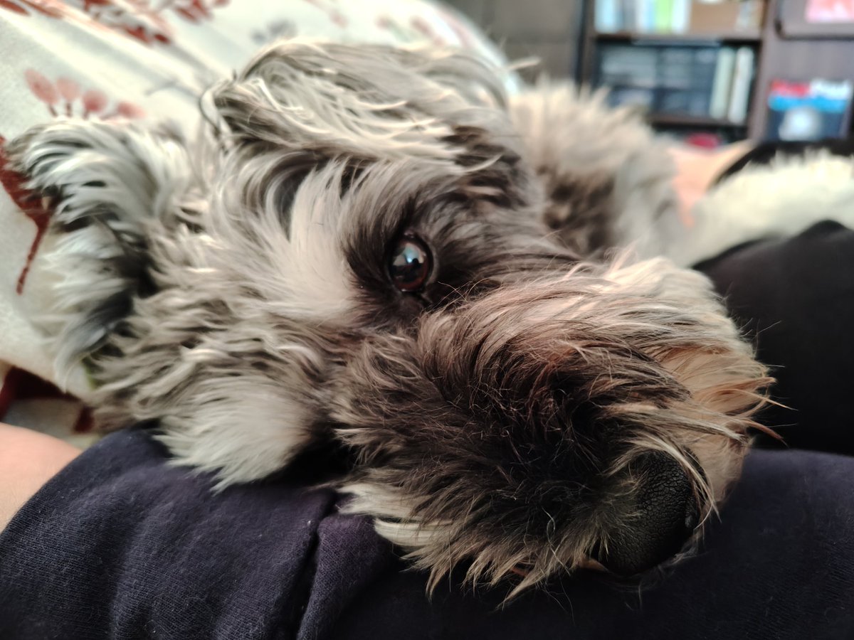 腕枕♥
これでお昼寝しました可愛い〜
最近ベッドにも乗れるようになっちゃいました。

#ミニチュアシュナウザー