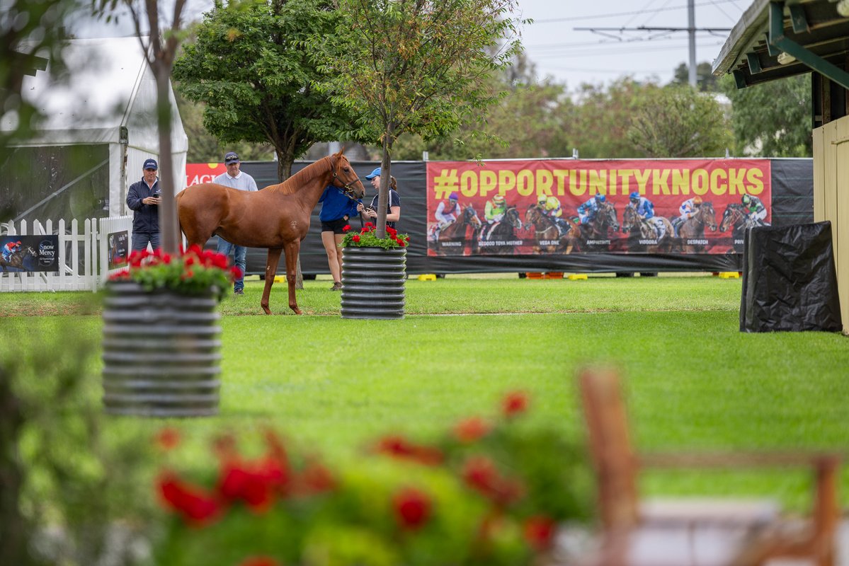 Mill Park Stud tweet media