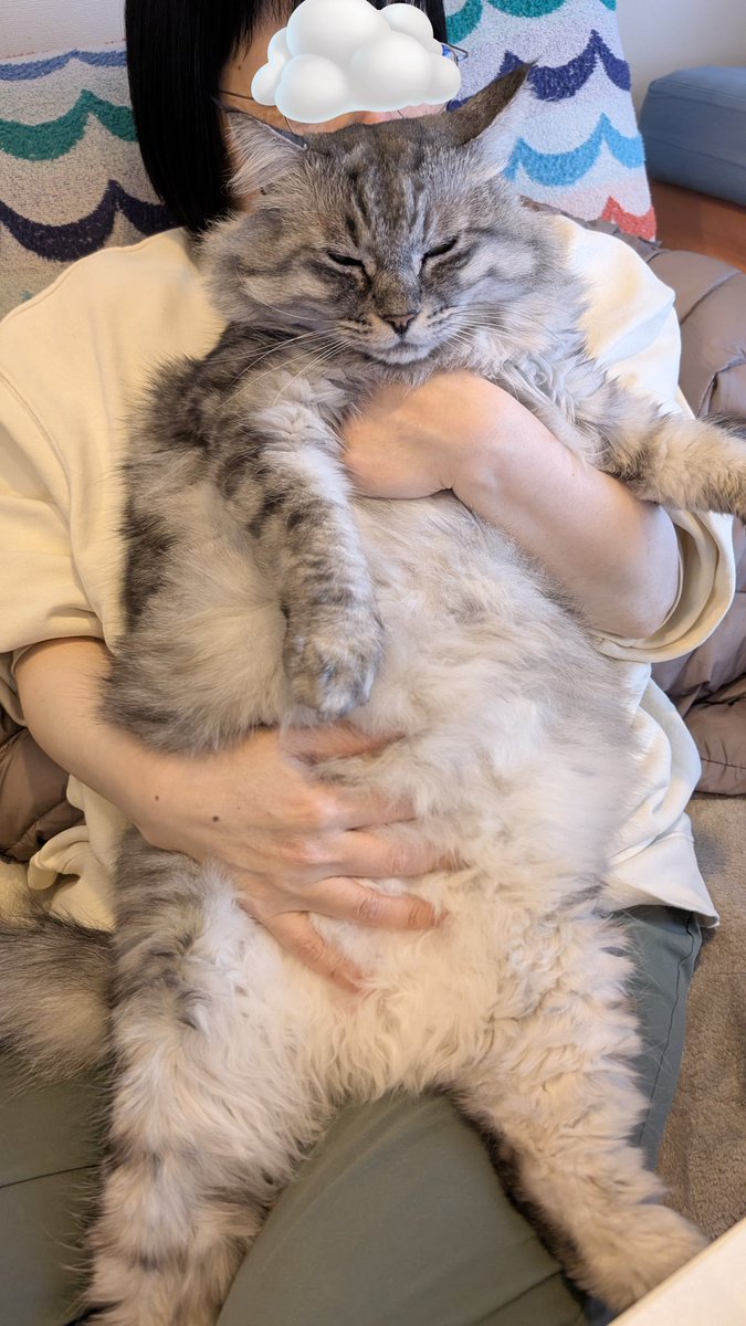 でかい猫グリグリ tweet media