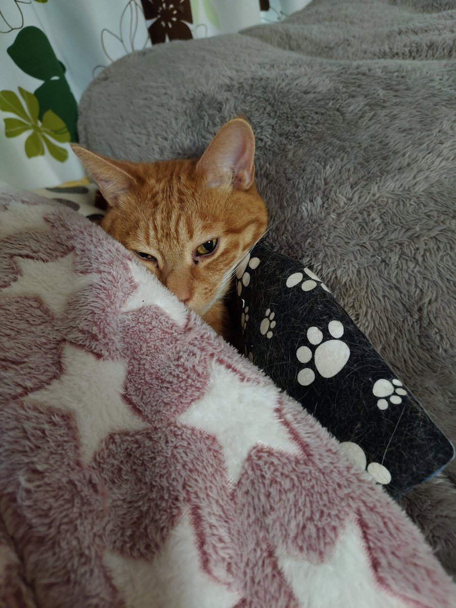 tibiyota's tweet photo. 肌寒いので潜ってお休み
枕はまたたびキッカー猫政宗
これがないと怒ります

#猫　#保護猫
#茶トラ　#またたびキッカー猫政宗 https://t.co/CS6VseJAhb