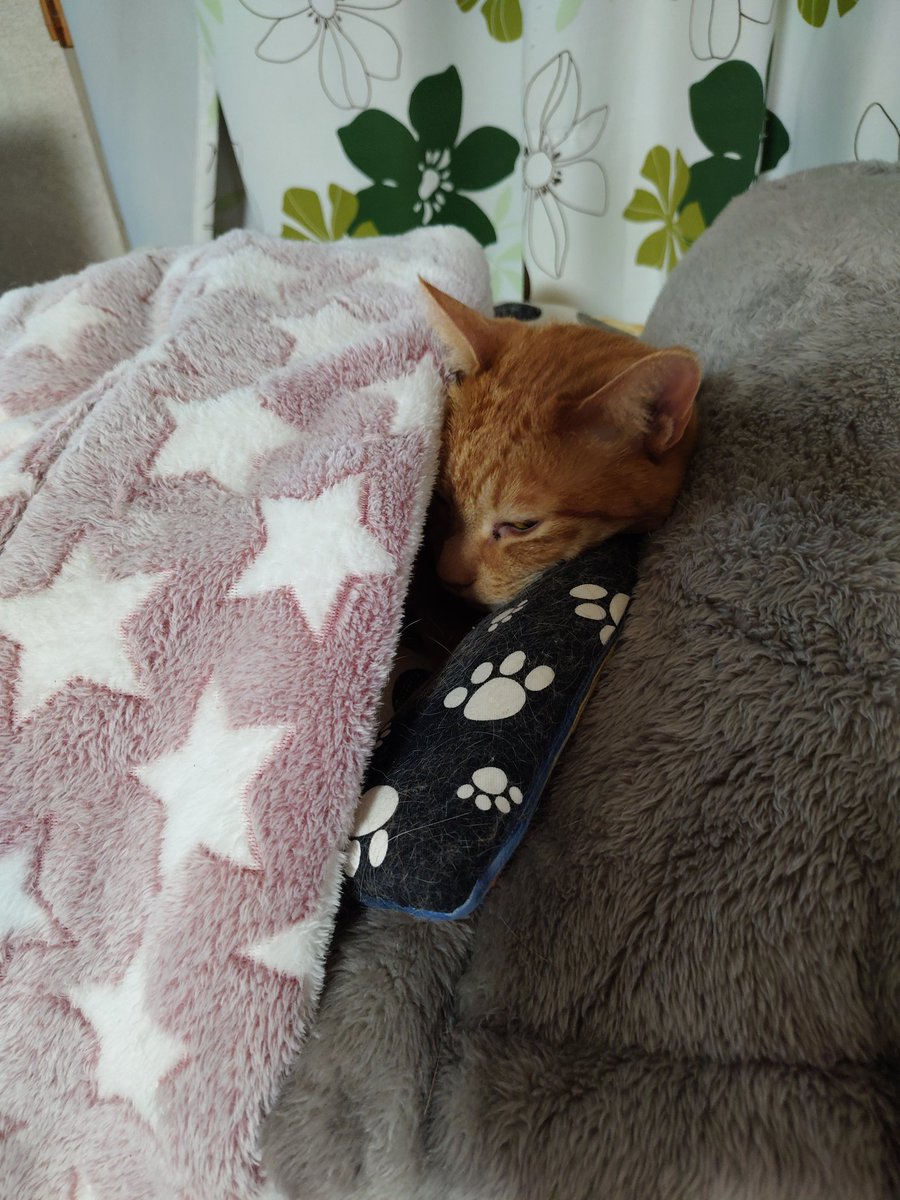 tibiyota's tweet photo. 肌寒いので潜ってお休み
枕はまたたびキッカー猫政宗
これがないと怒ります

#猫　#保護猫
#茶トラ　#またたびキッカー猫政宗 https://t.co/CS6VseJAhb