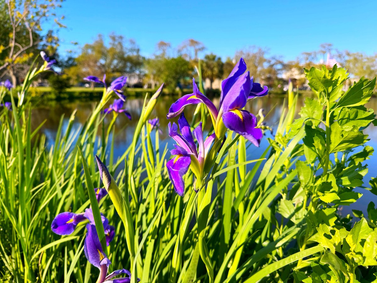 David Nola tweet media