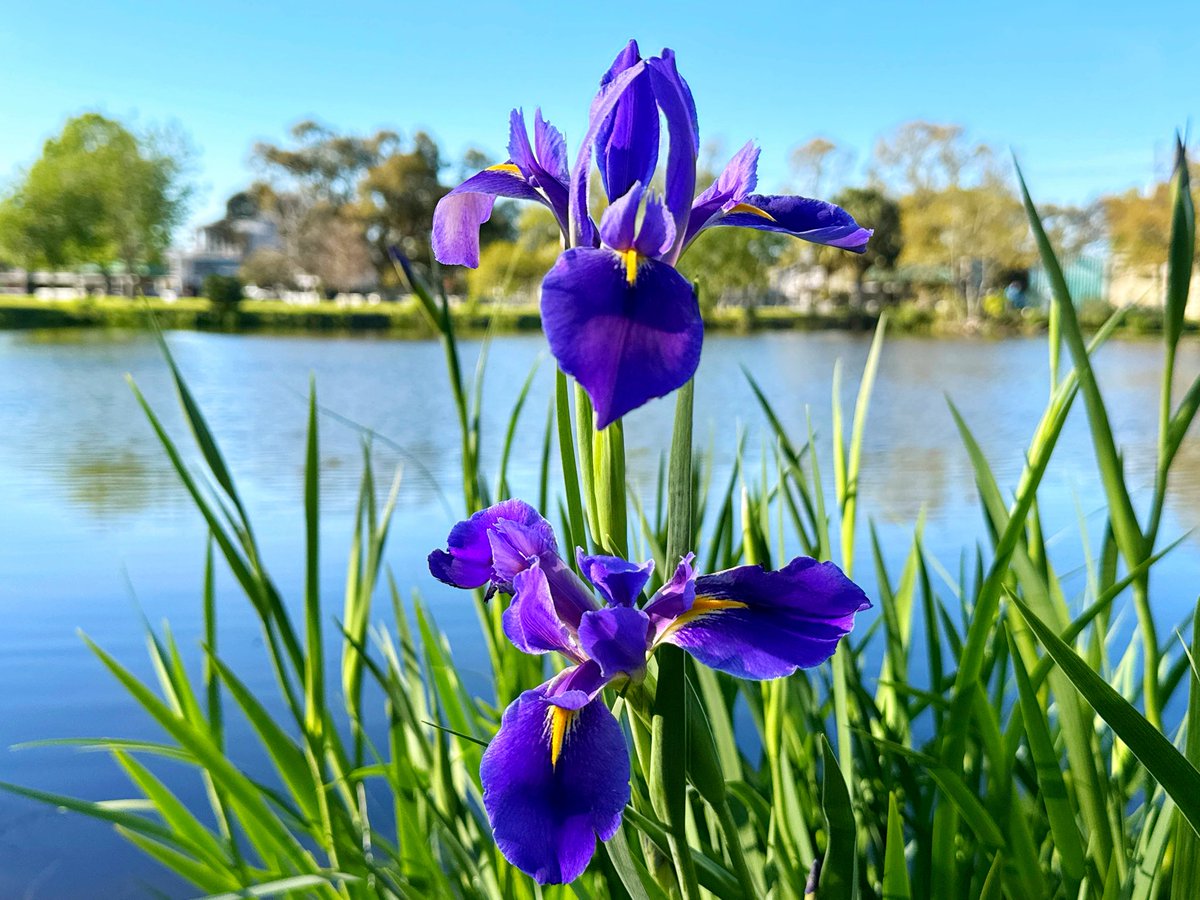 David Nola tweet media