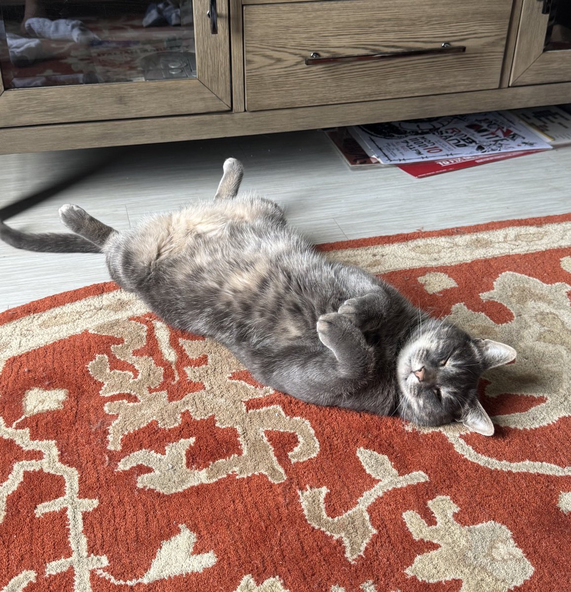 Frances Patano tweet media