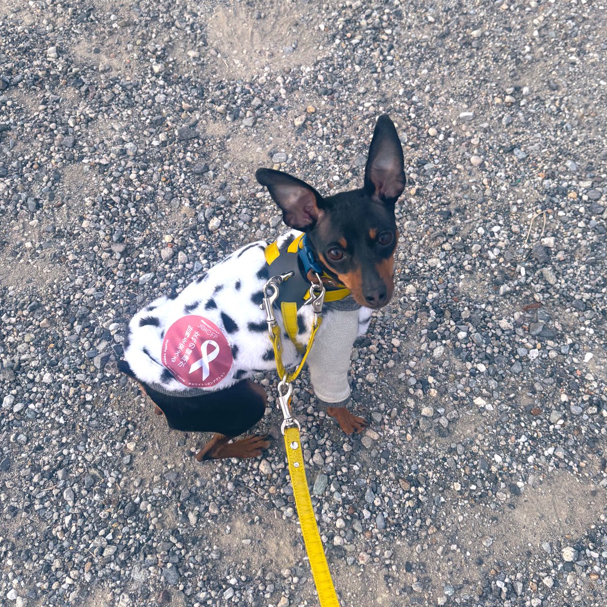 薔薇子™ tweet media