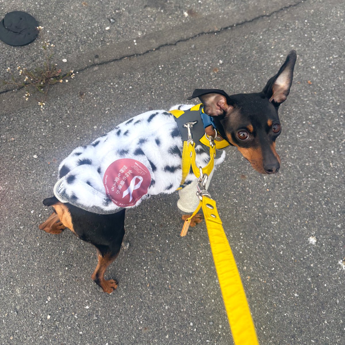 薔薇子™ tweet media