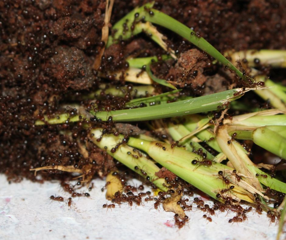 AgForce Queensland tweet media