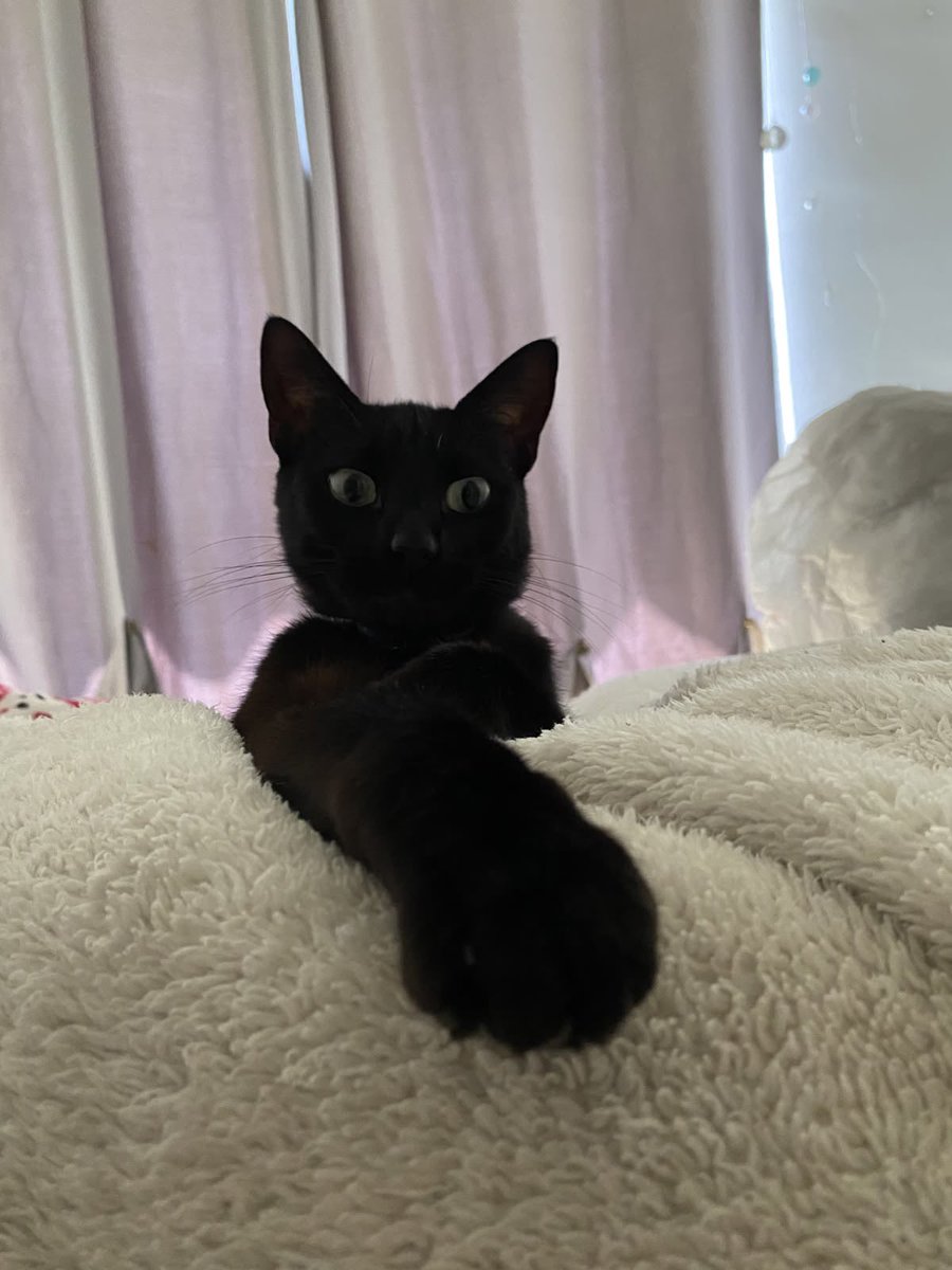 Black cats are not bad luck tweet media