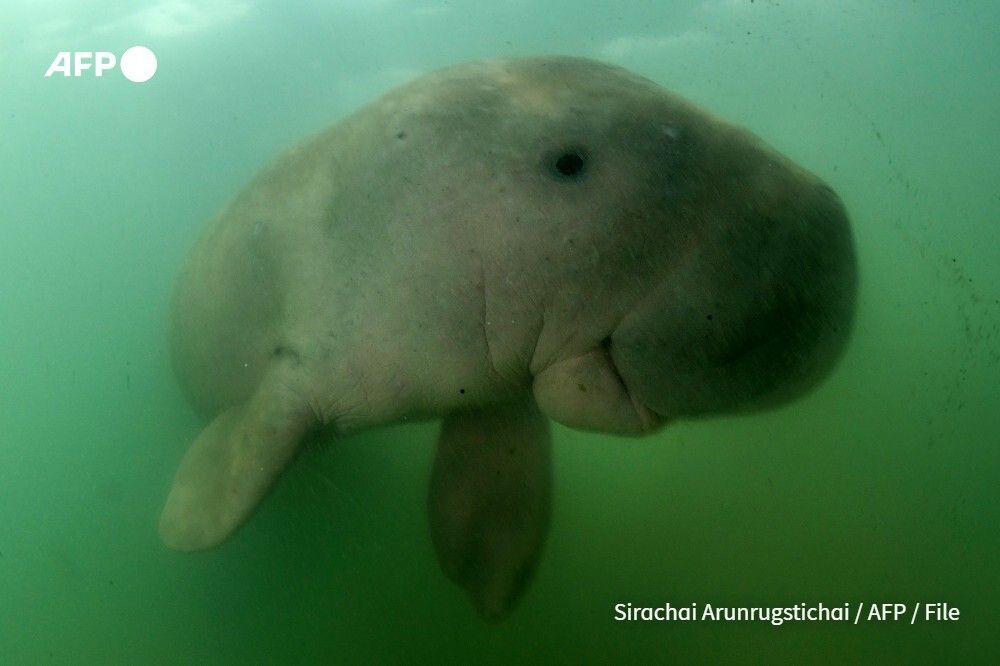 From sea turtles to birds and the gentle dugong, the Persian Gulf's diverse but fragile marine life is threatened by the bombs and oil of the war in the Middle East. 
u.afp.com/SLeb