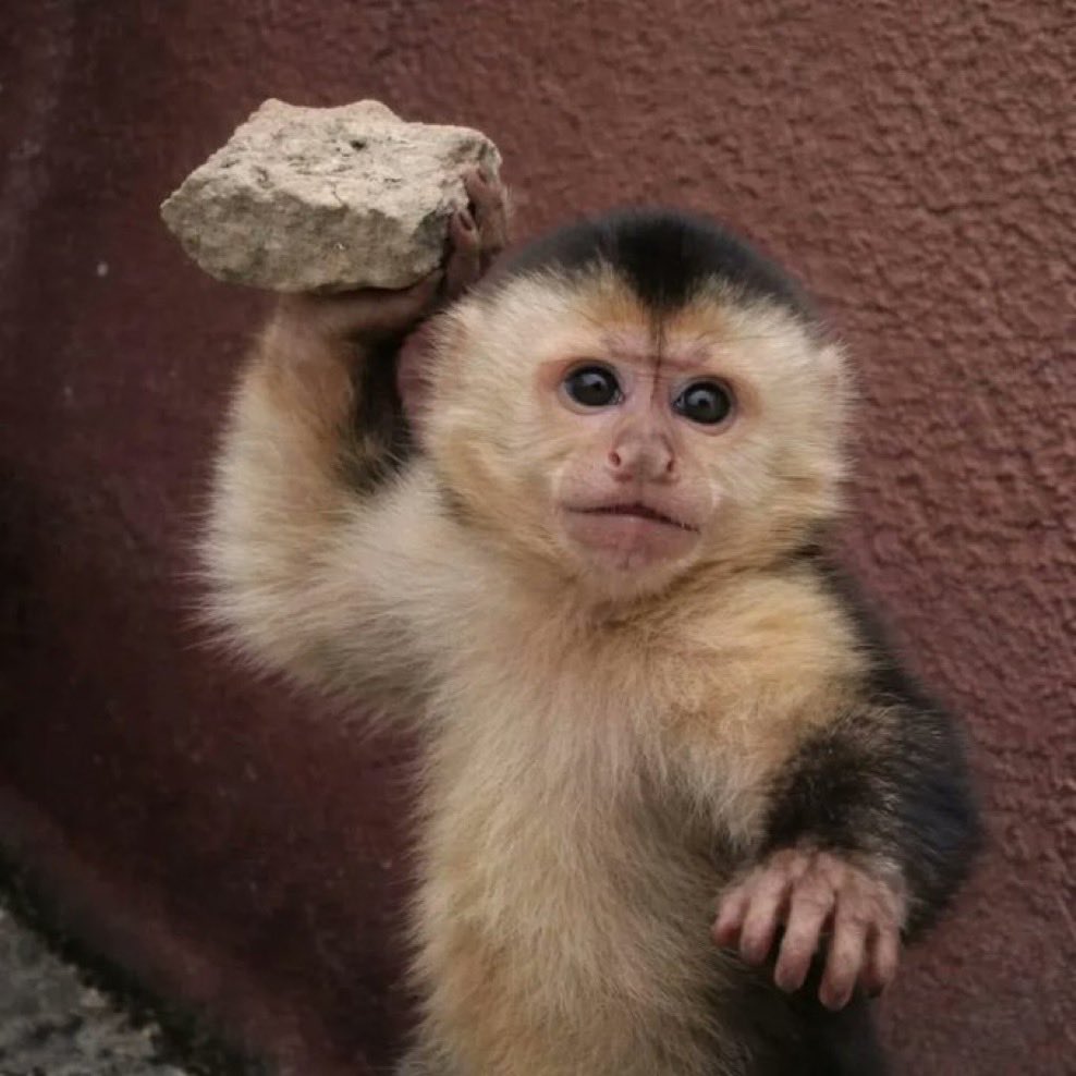 HowlingBaldEagle tweet media