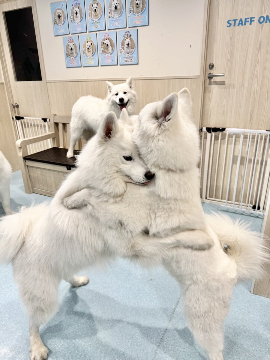 サモエドカフェアル tweet media