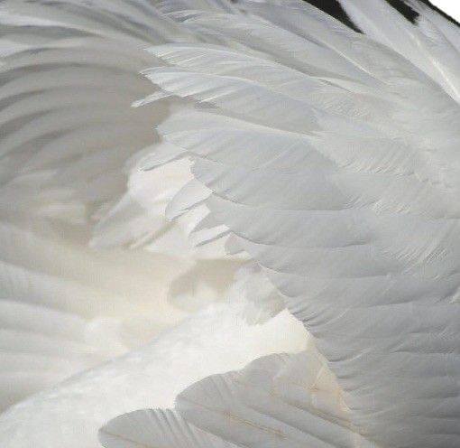 ִֶָ. ..𓂃 ࣪ ִֶָ🪽་༘࿐ jon tweet media