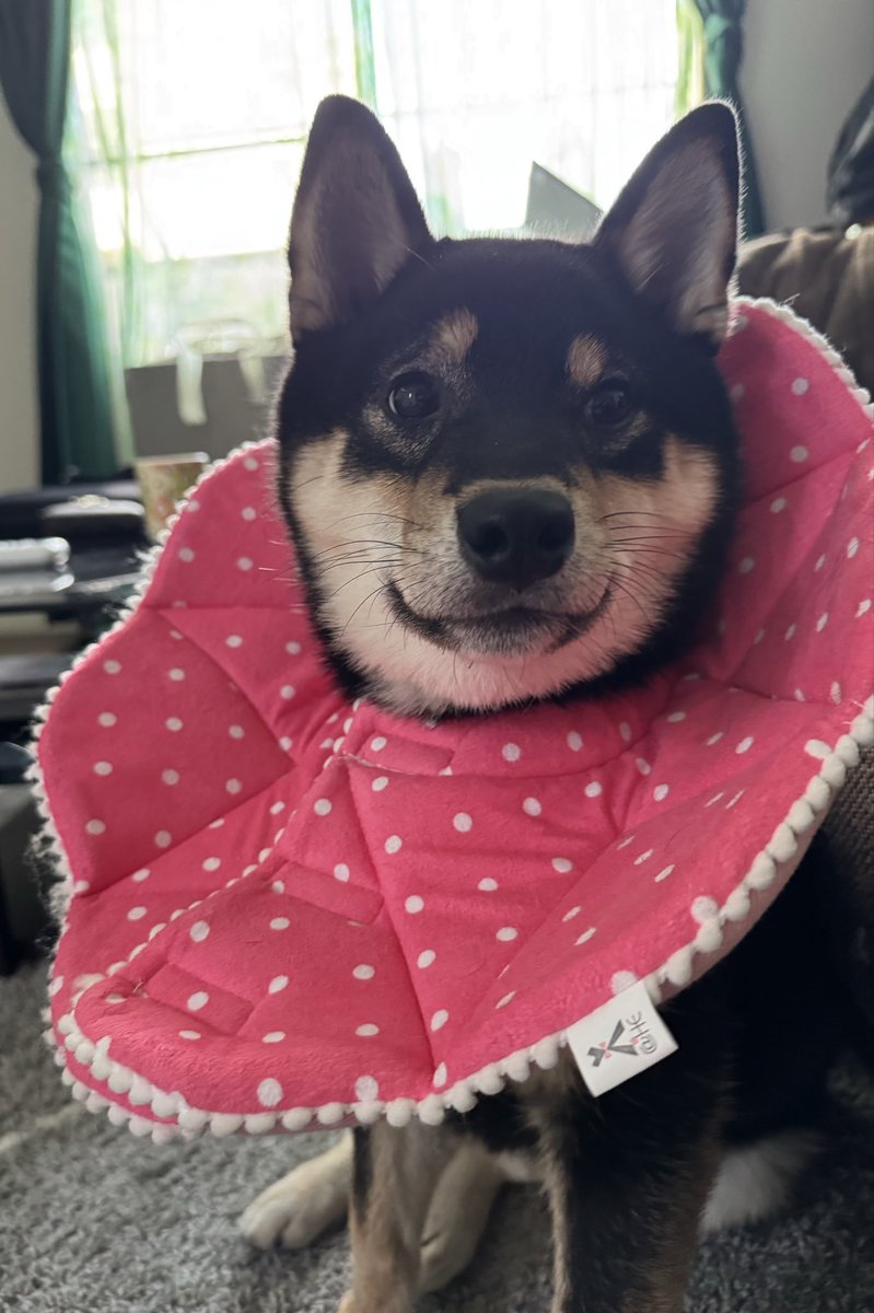 柴犬おこげ tweet media