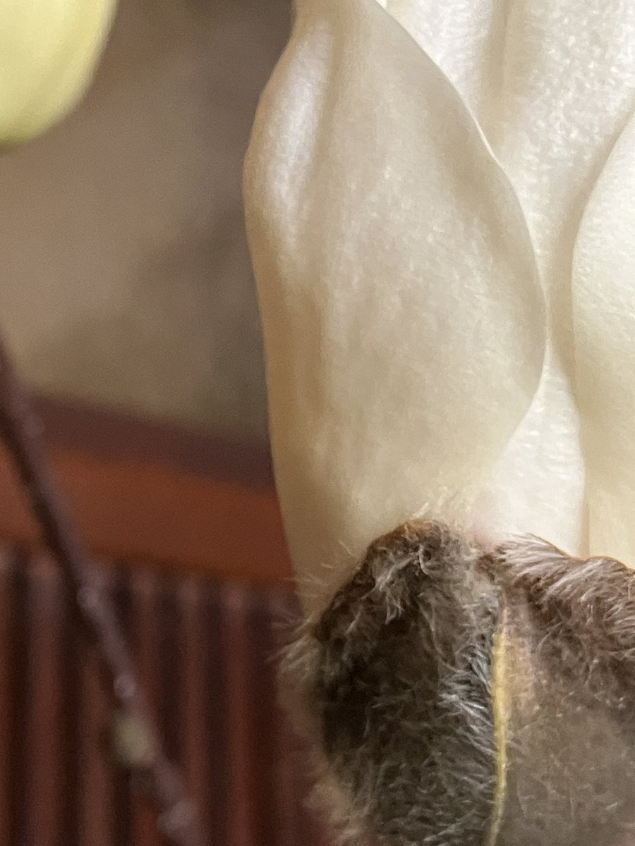 庭の白木蓮が咲き始めました。
近くで見るととても大きな花。