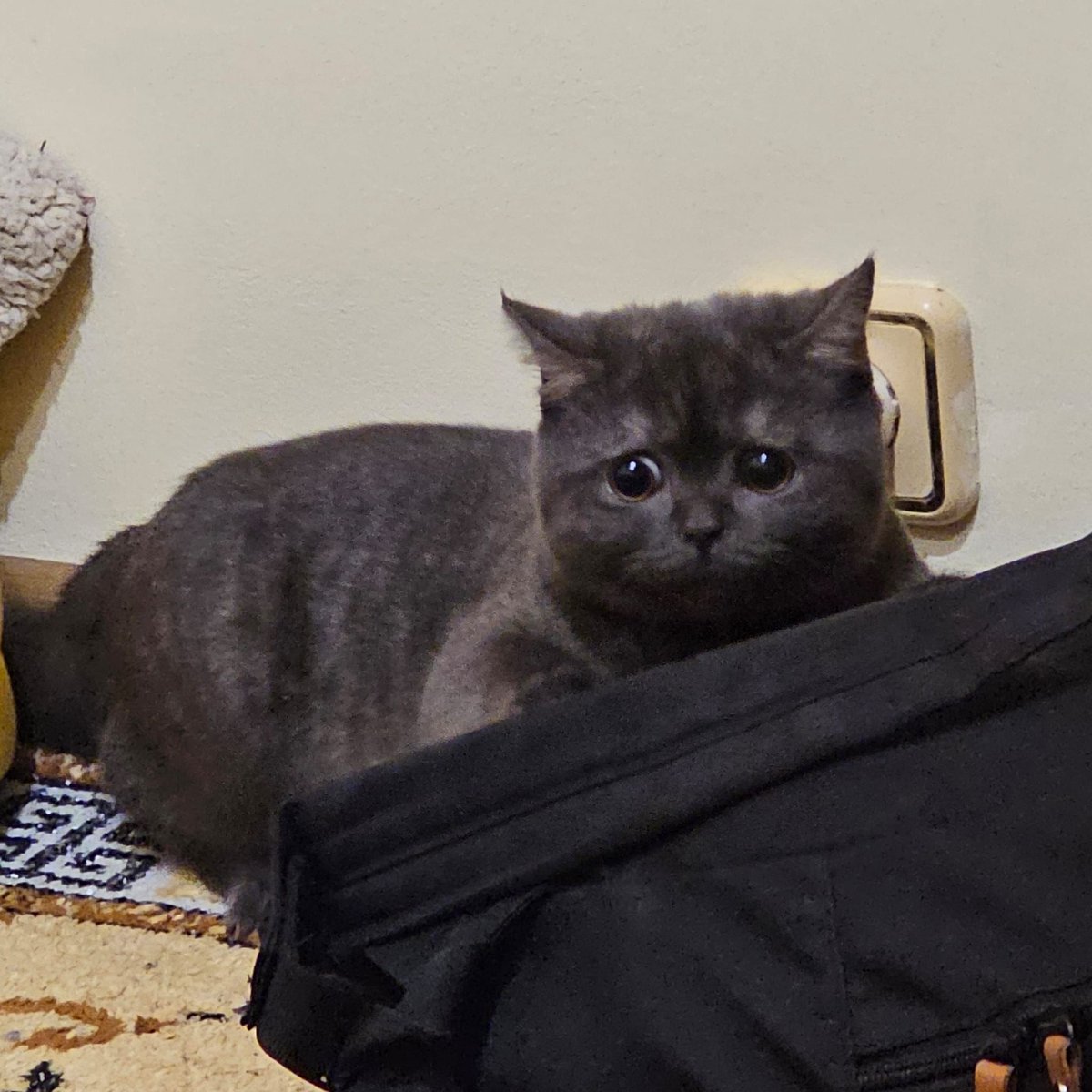 MrAstarcius tweet media