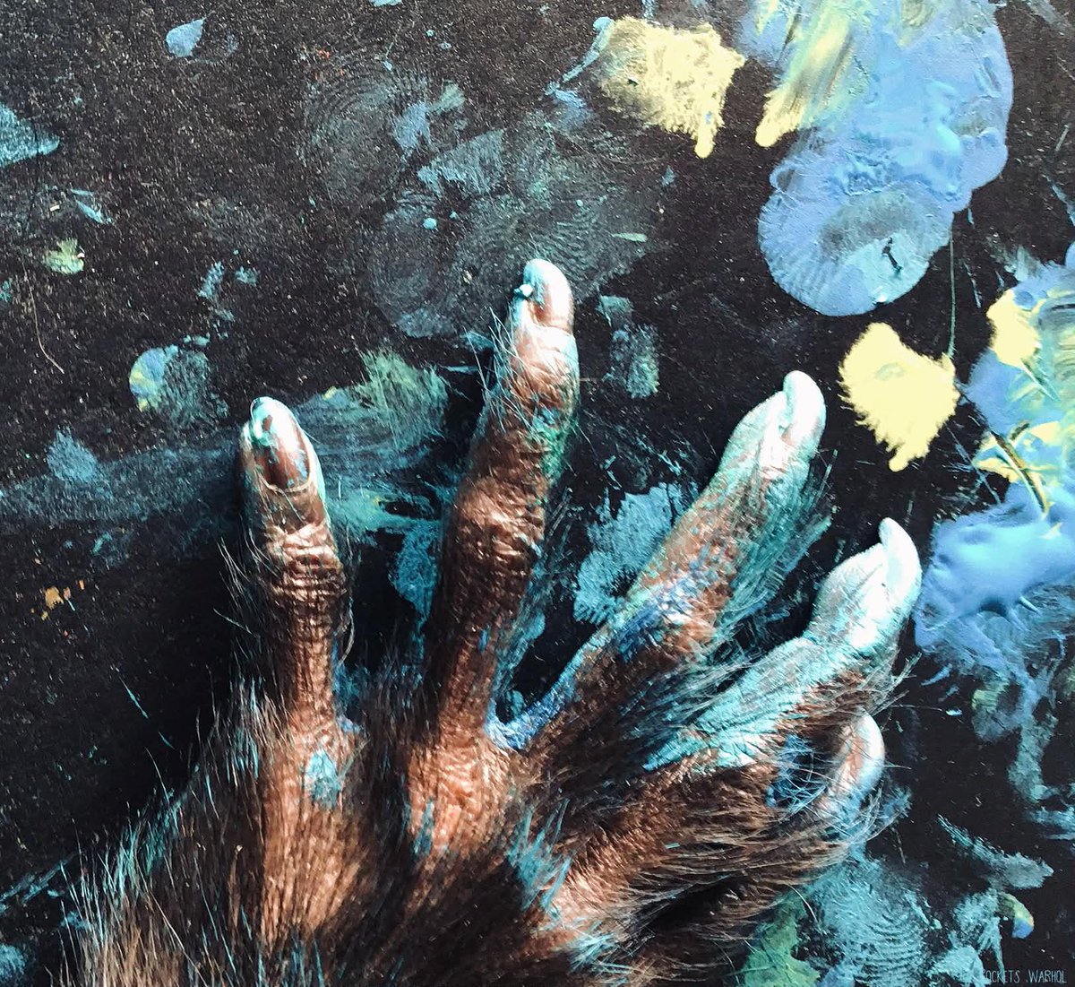 Pockets Warhol tweet media