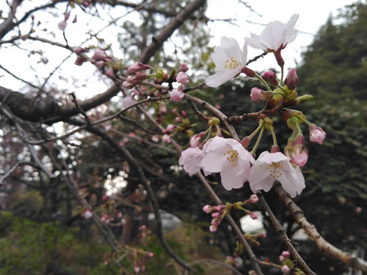 【公式】東京大学大学院理学系研究科附属植物園（小石川植物園） tweet media