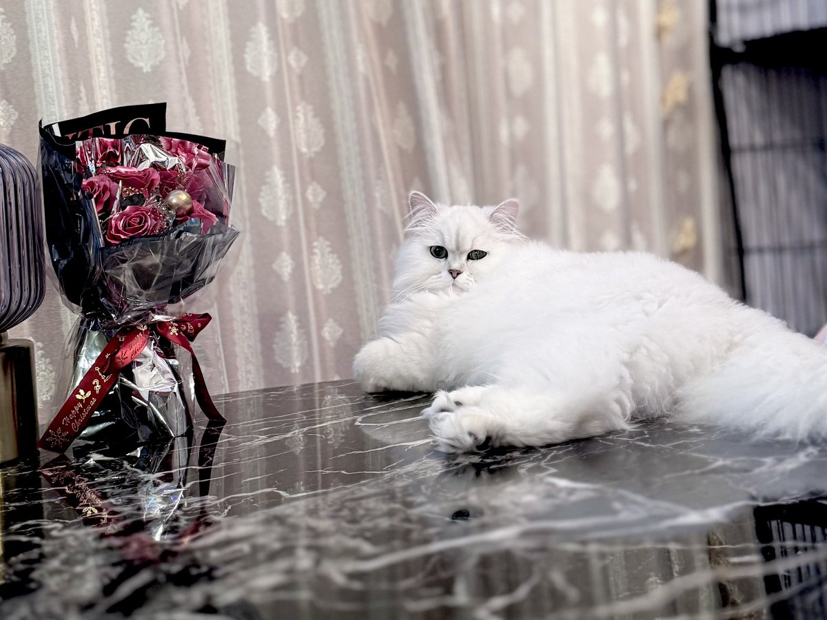 schwan_king's tweet photo. 全然最近更新してなかったけど元気にやってます🦢𓂃🥀𓈒𓏸

 #猫のいる暮らし https://t.co/OxSmhYv3TX