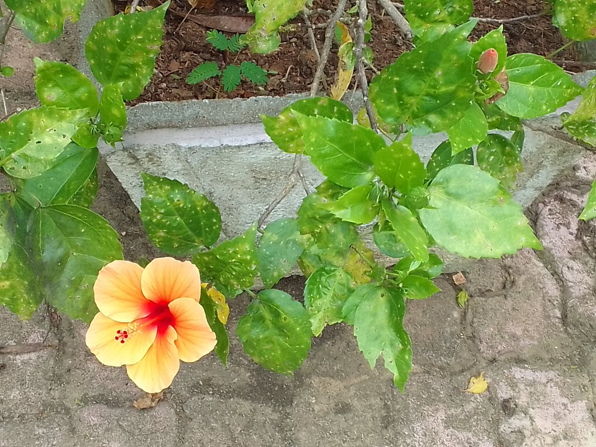 pranr's tweet photo. I'm maintaining the our home flower garden and I'm loving any kind flowers as well as we are having good flower trees and I'm maintaining these flower trees pots morethan 12 years #nice https://t.co/LrvFkzZyAo
