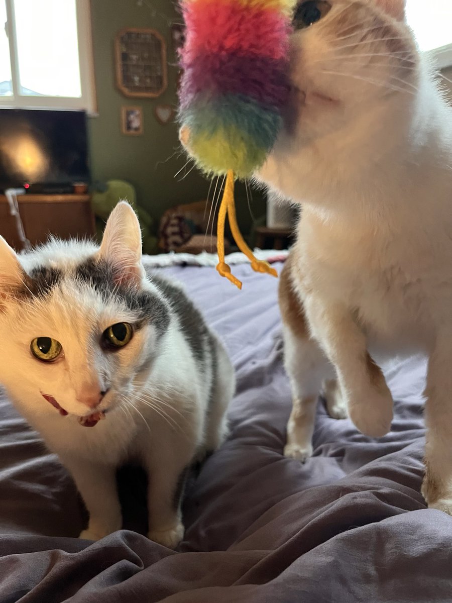 norberg & co tweet media