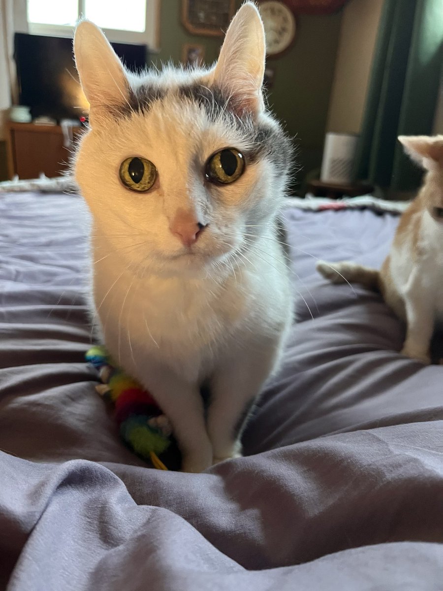 norberg & co tweet media