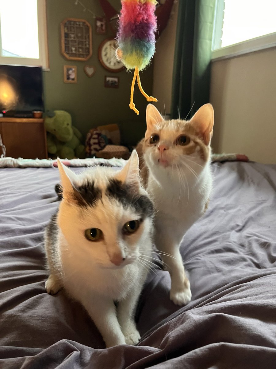 norberg & co tweet media